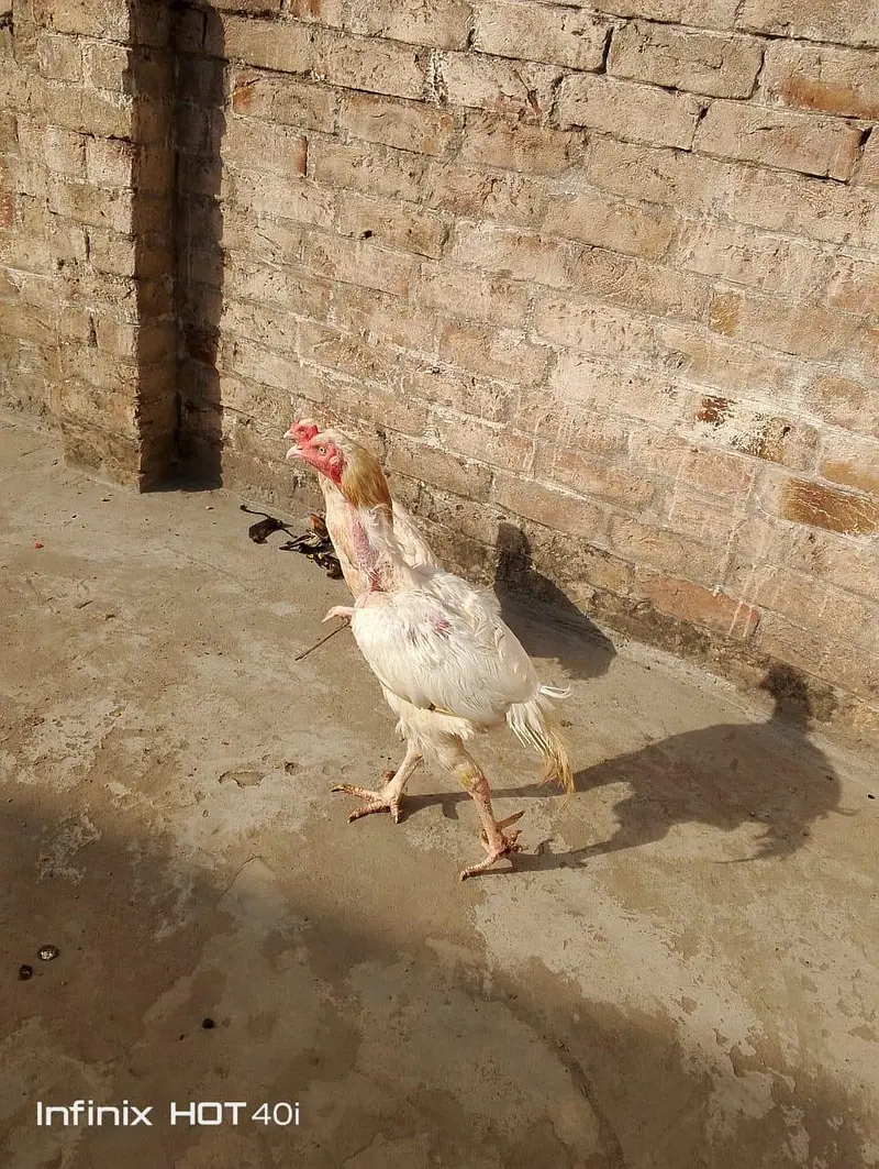 Pure white aseel Heera — photo 2