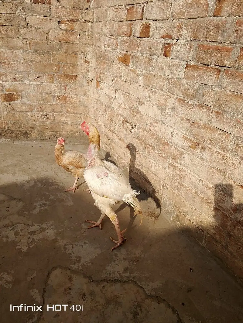 Pure white aseel Heera — photo 3