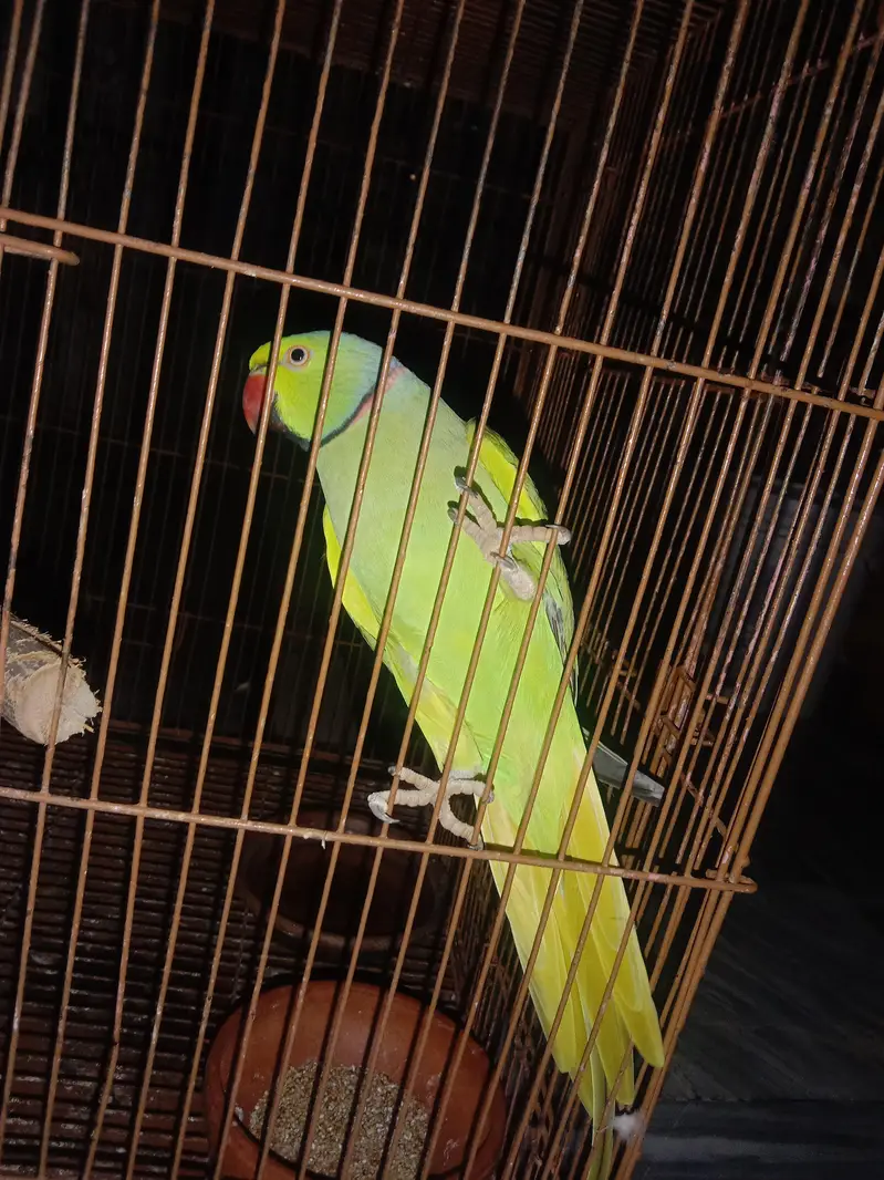 good health and energetic male — photo 2