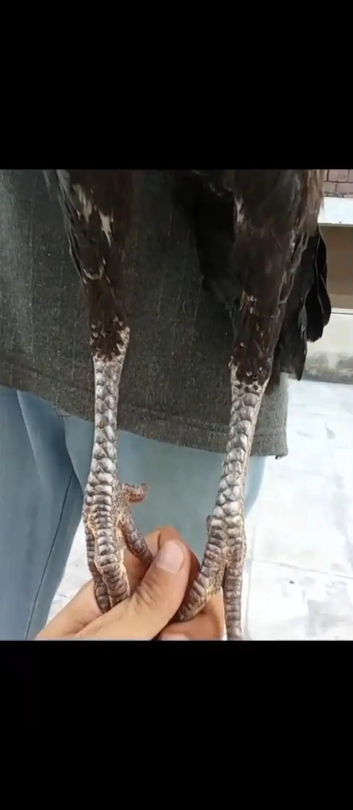 Panus+burmi Madi for sale mazboot had sy zada — photo 3
