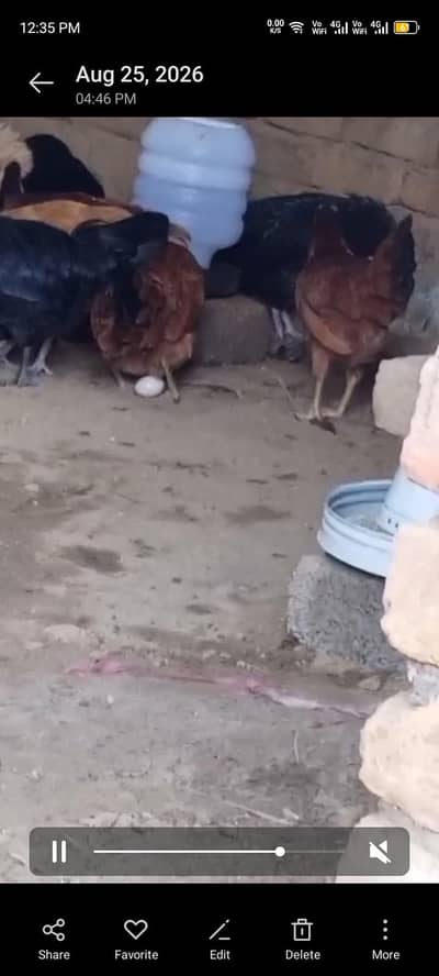 03185651071