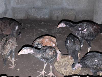 Chuzay for sale and parents pictures added chicks vedios available