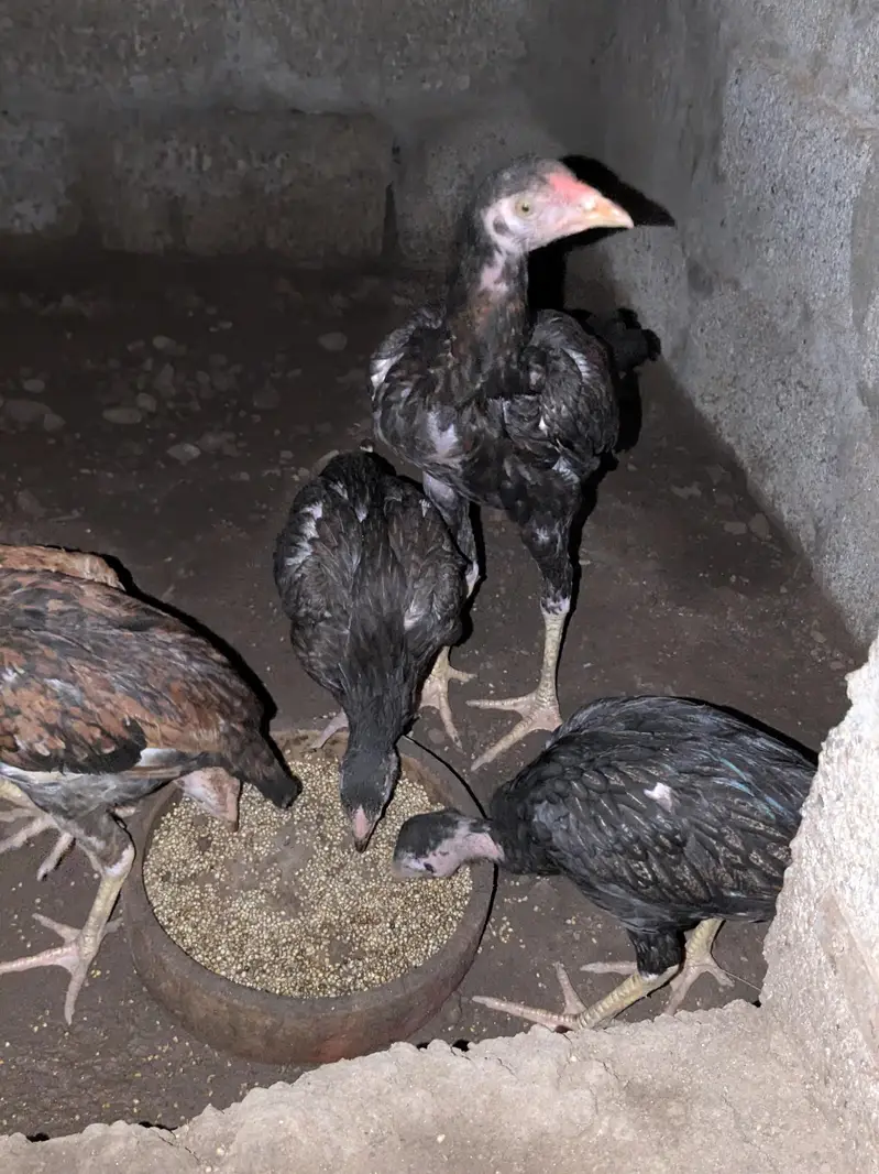 Chuzay for sale and parents pictures added chicks vedios available — photo 2