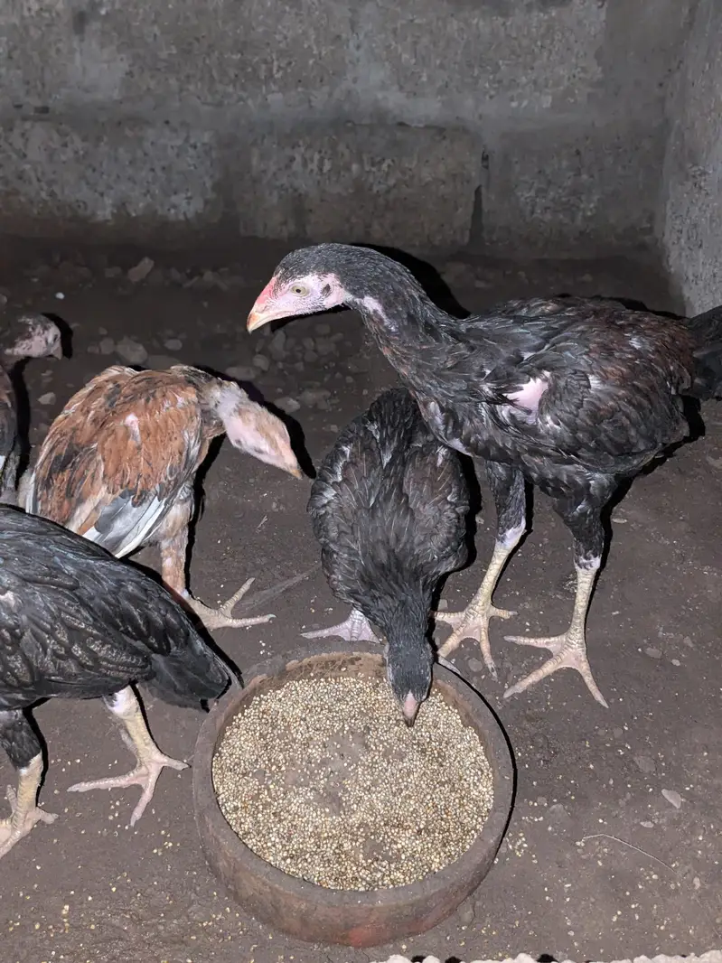 Chuzay for sale and parents pictures added chicks vedios available — photo 3