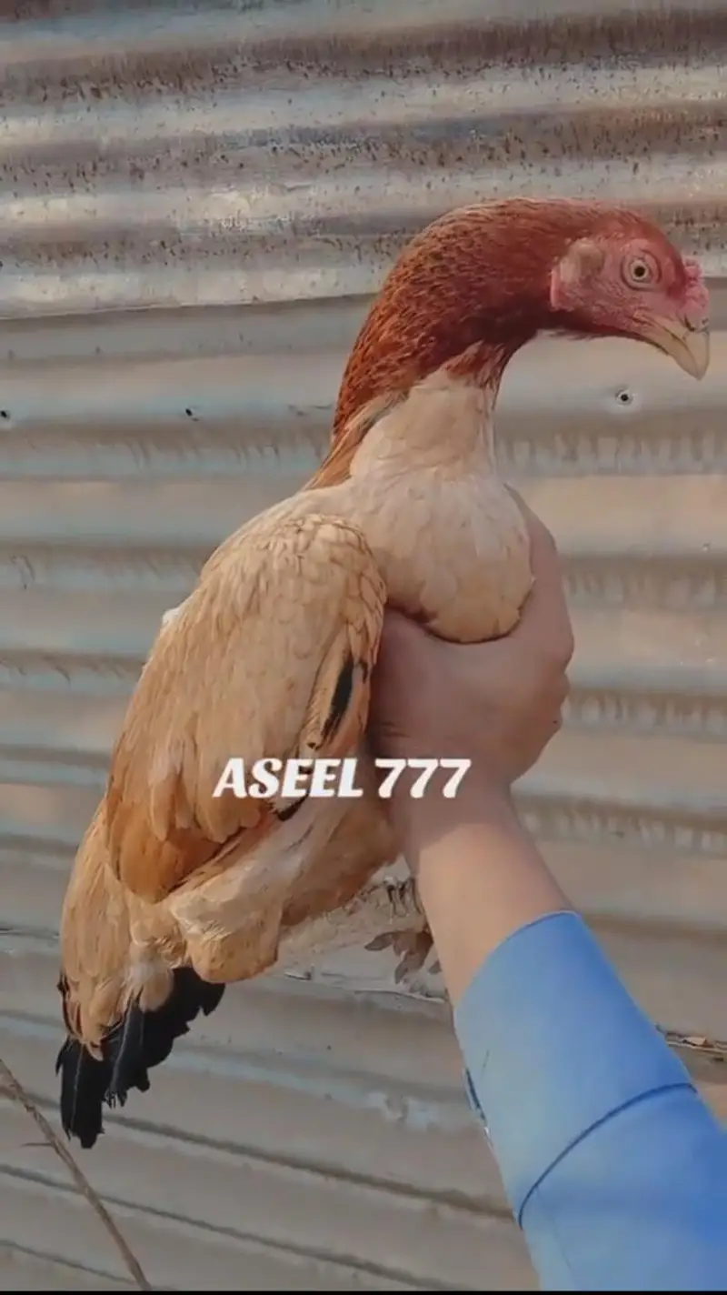 Chuzay for sale and parents pictures added chicks vedios available — photo 4