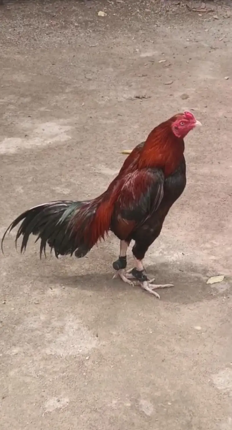 Chuzay for sale and parents pictures added chicks vedios available — photo 5