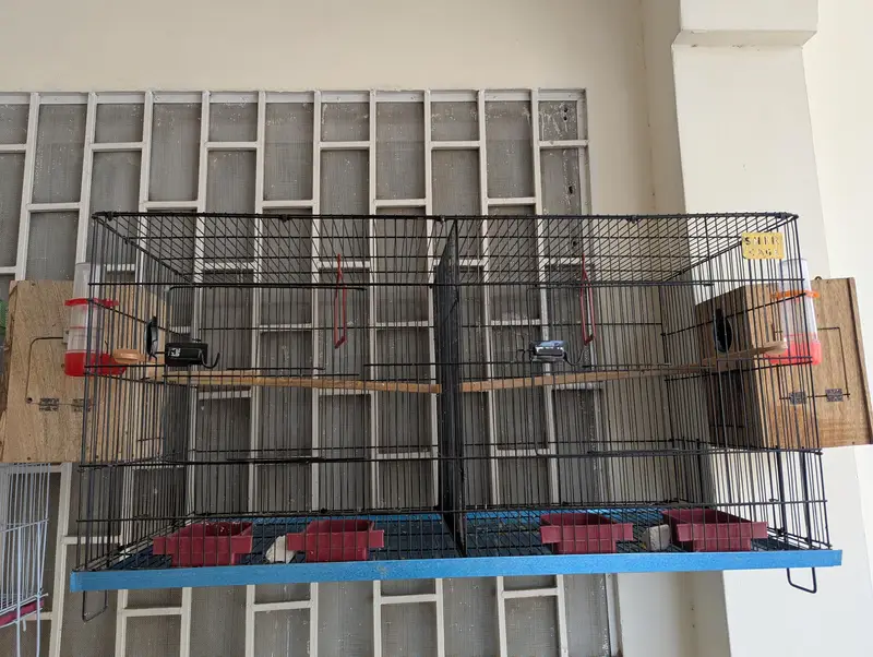Double Portion Cage for sale