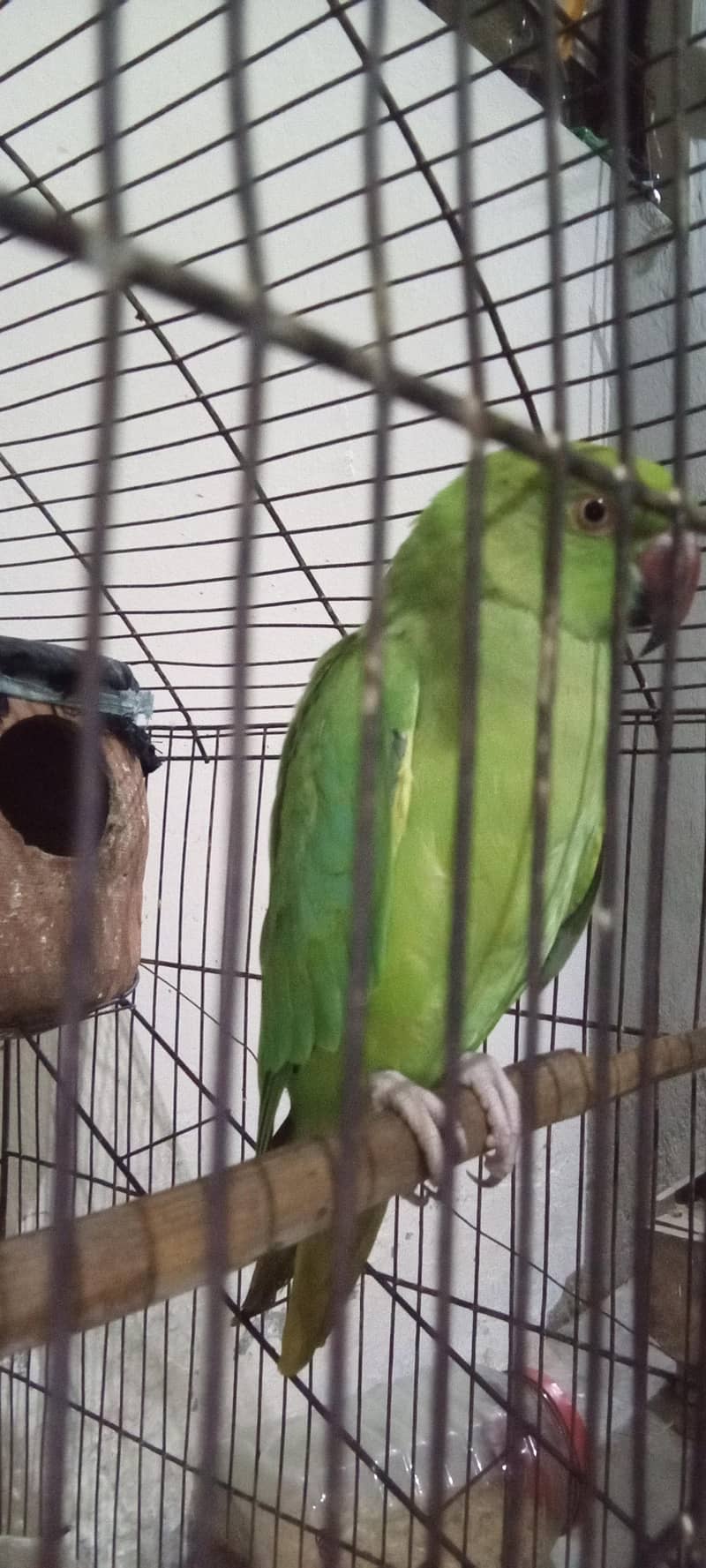 Talking  2