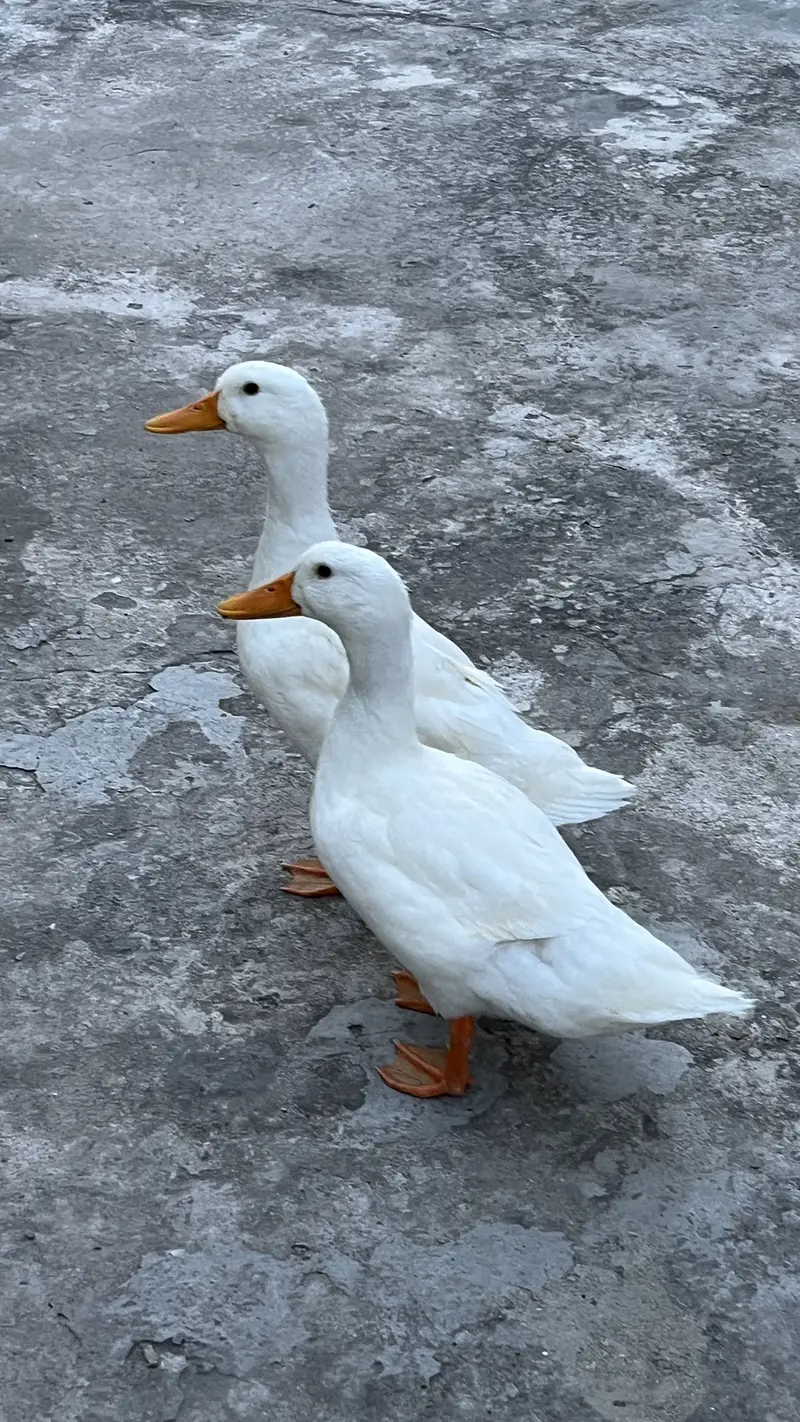 2 Pure white desi young ducks