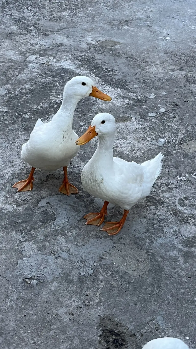 2 Pure white desi young ducks — photo 2