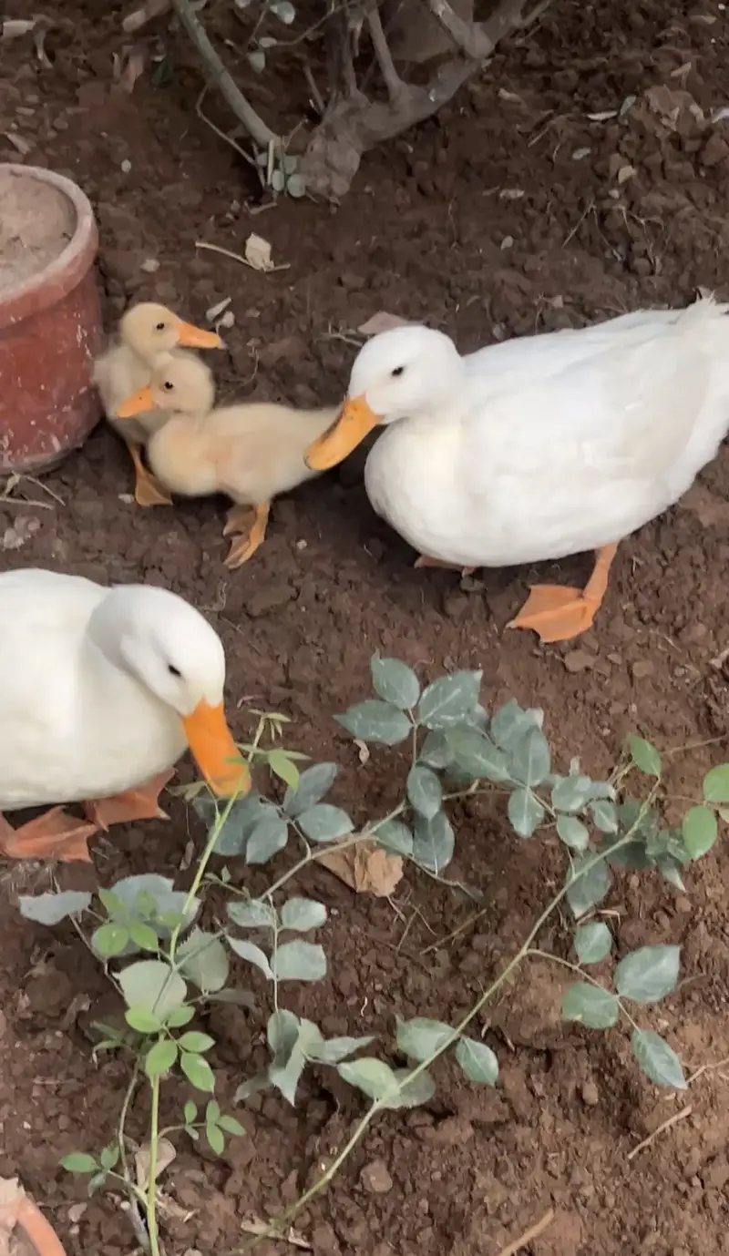 2 Pure white desi young ducks — photo 3