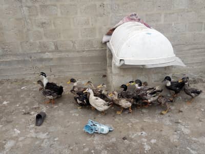 Ducks for sale