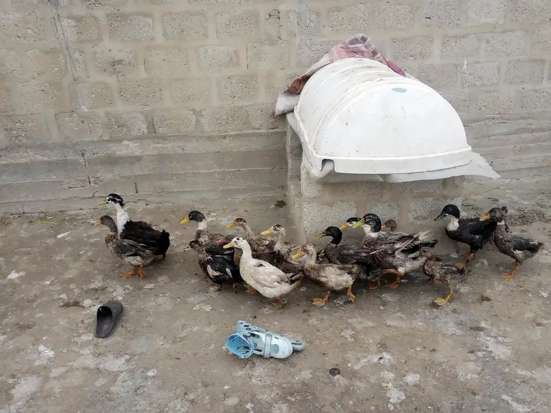Ducks for sale
