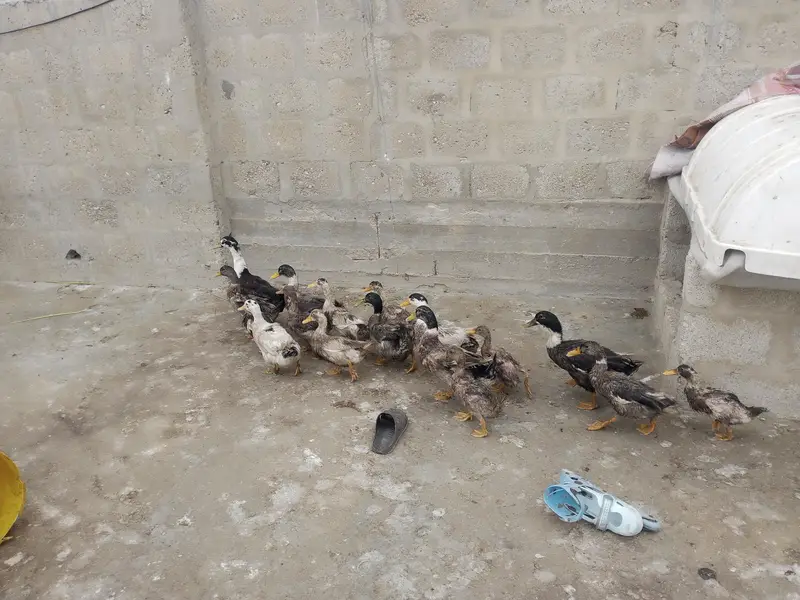 Ducks for sale — photo 2