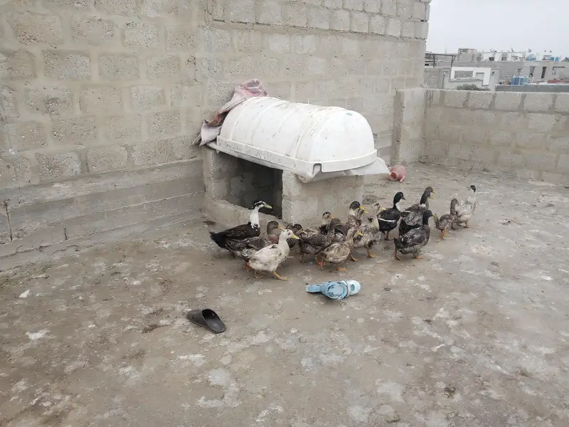 Ducks for sale — photo 3