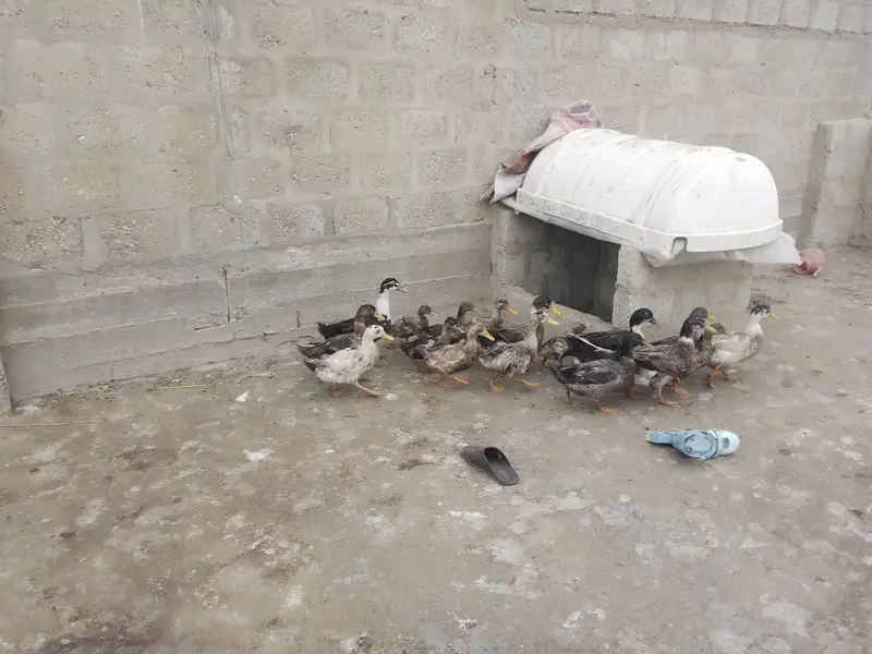 Ducks for sale — photo 4