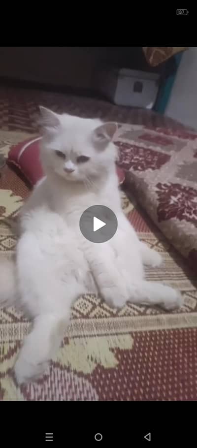 persion cat