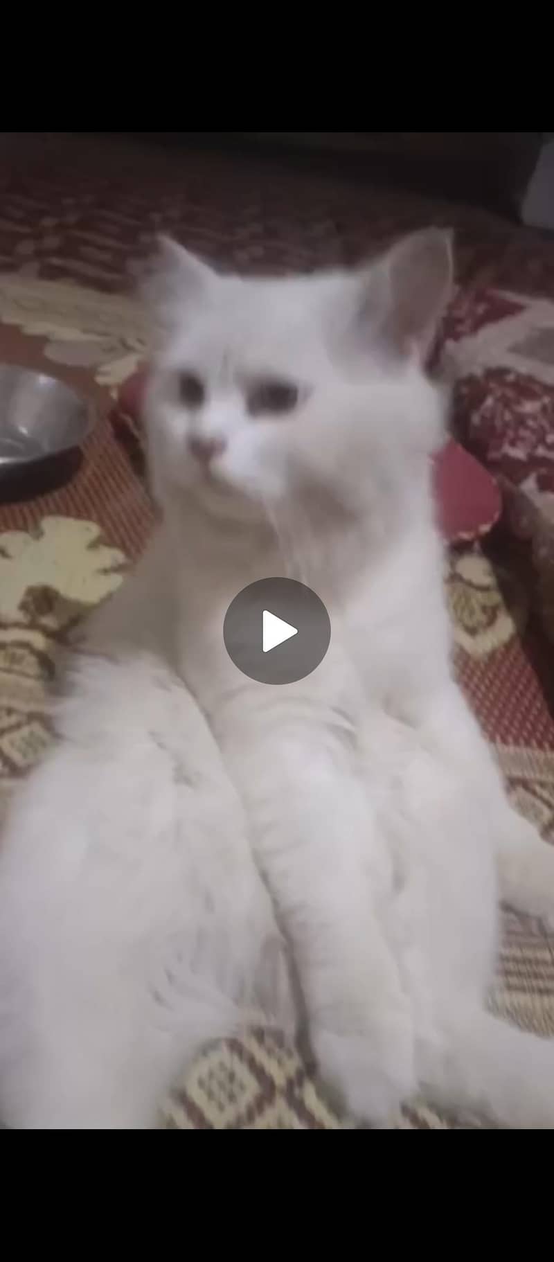 persion cat 1
