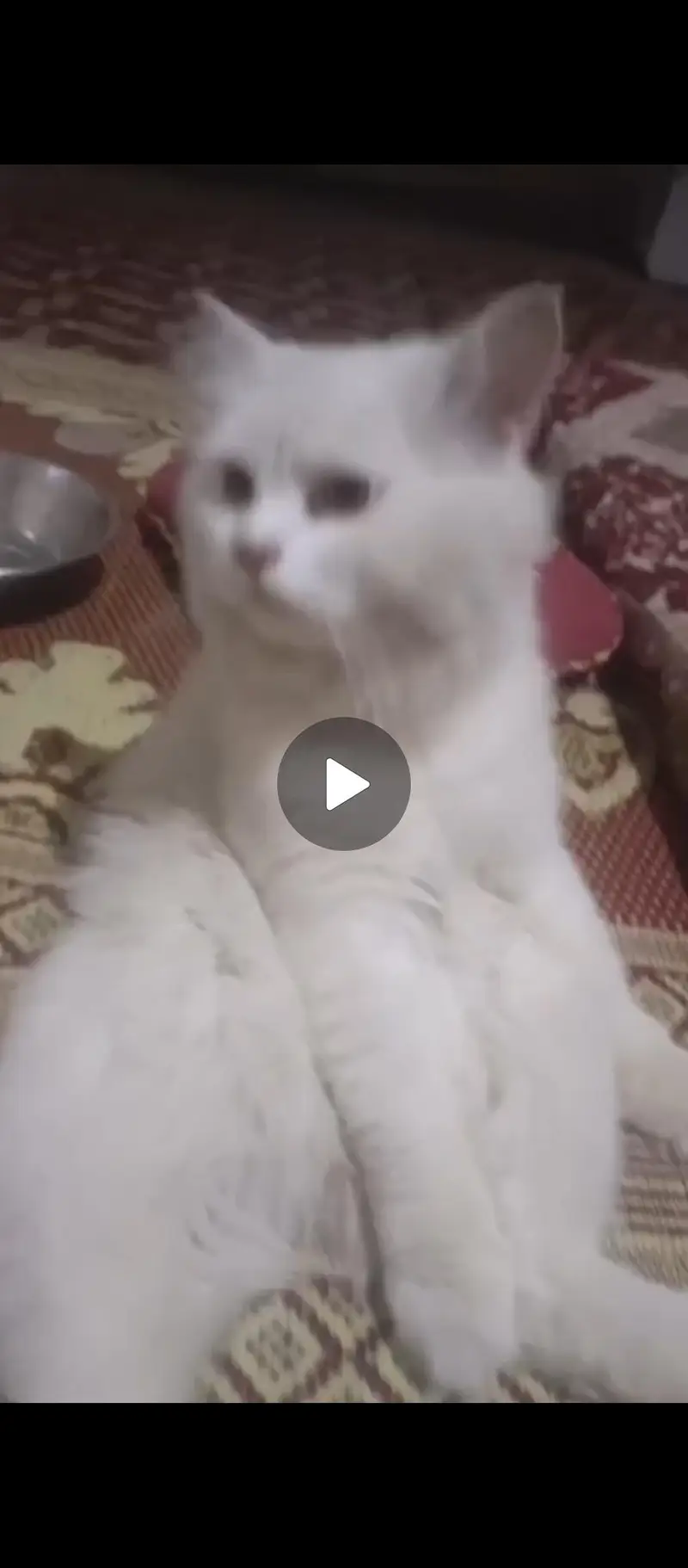 persion cat — photo 2