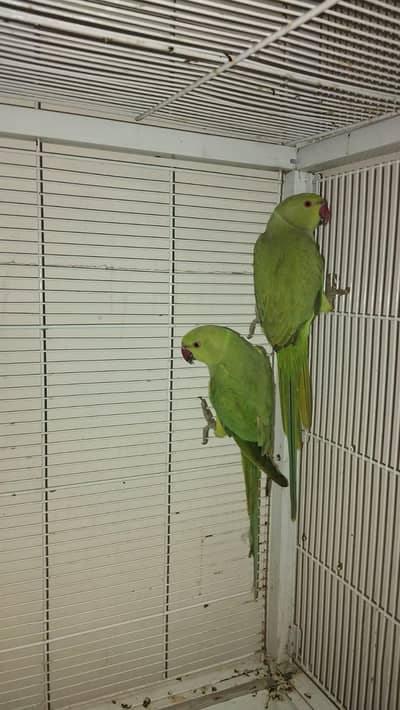 Ringneck Bonded pair