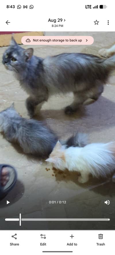Persian cats