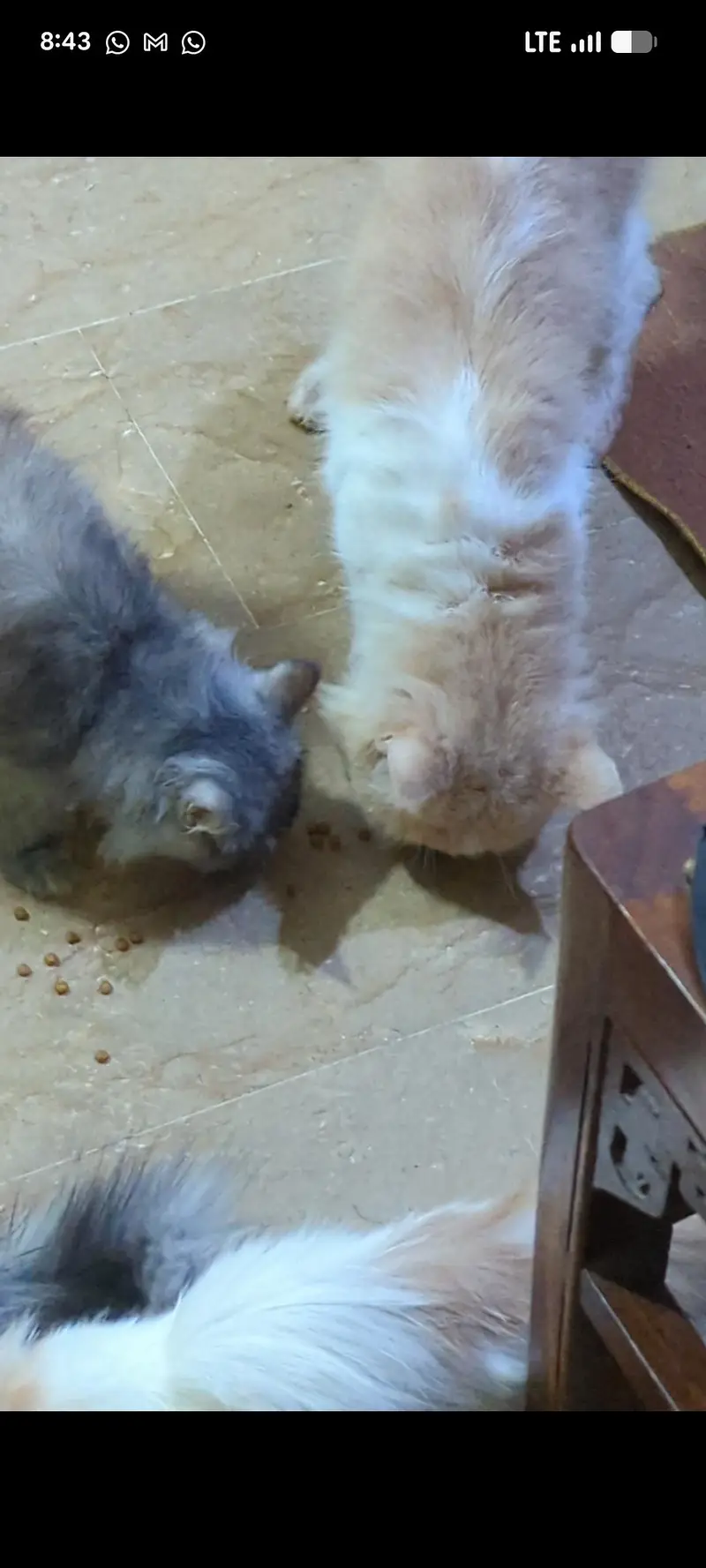 Persian cats — photo 2