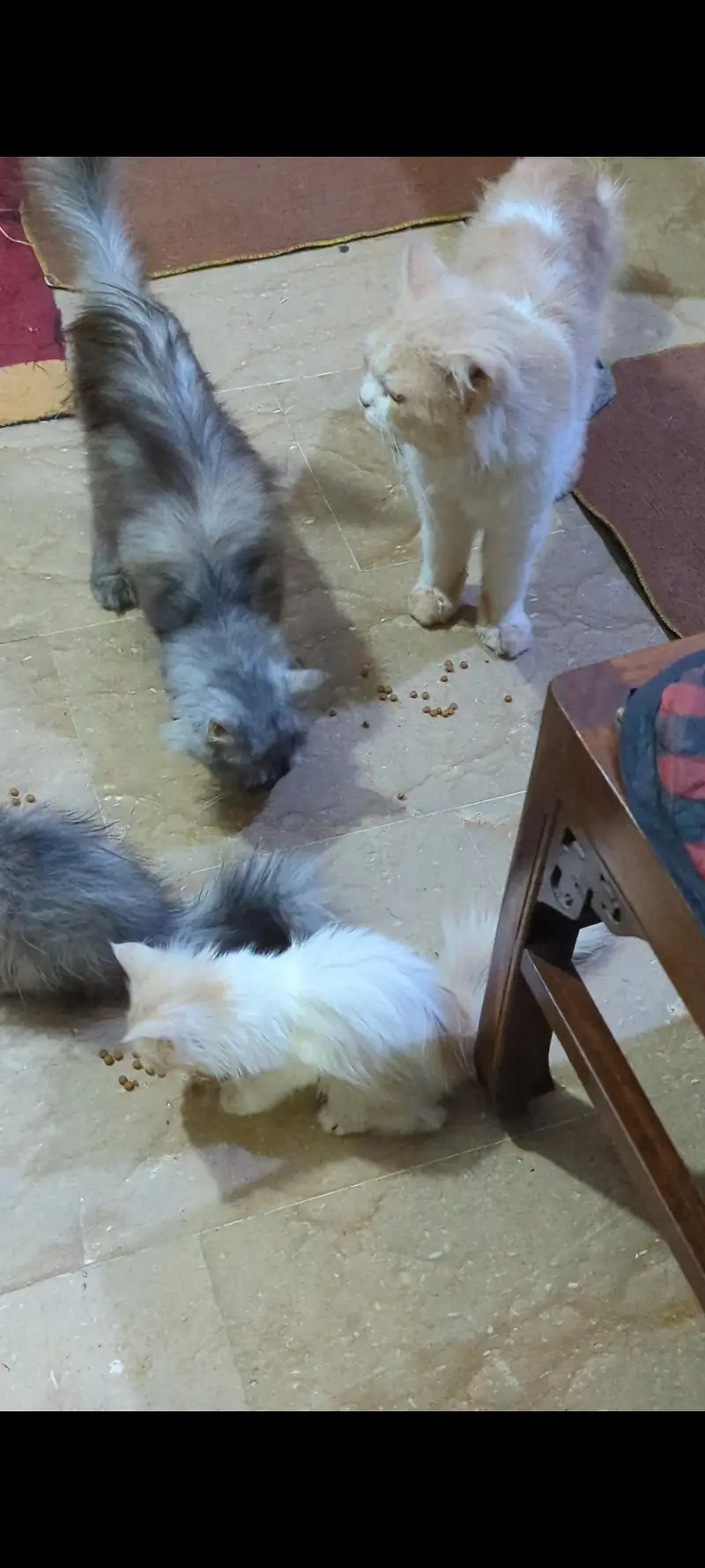 Persian cats — photo 3