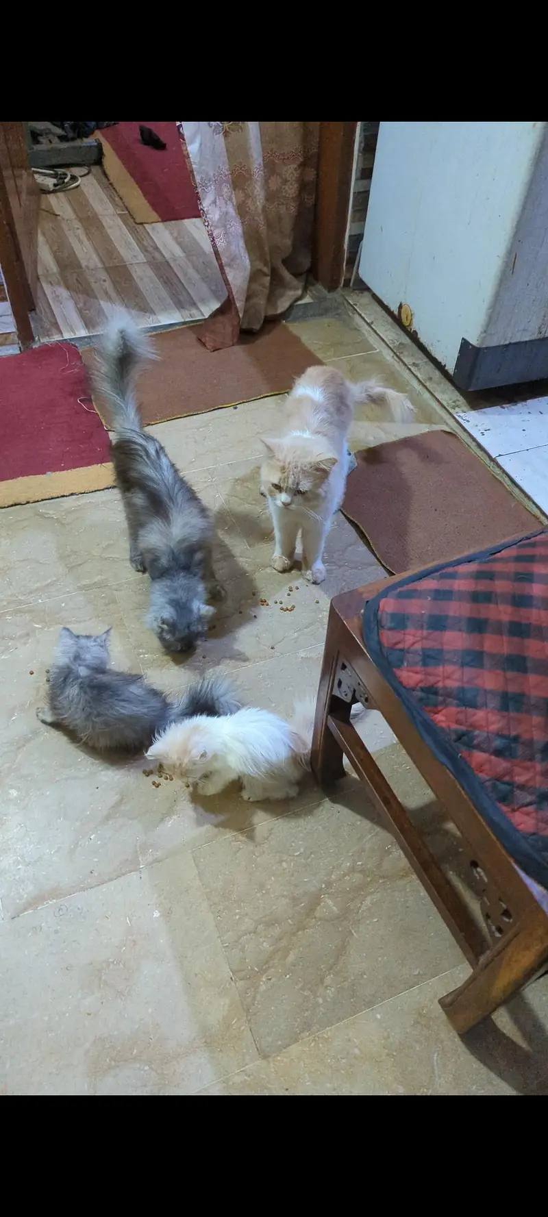 Persian cats — photo 4