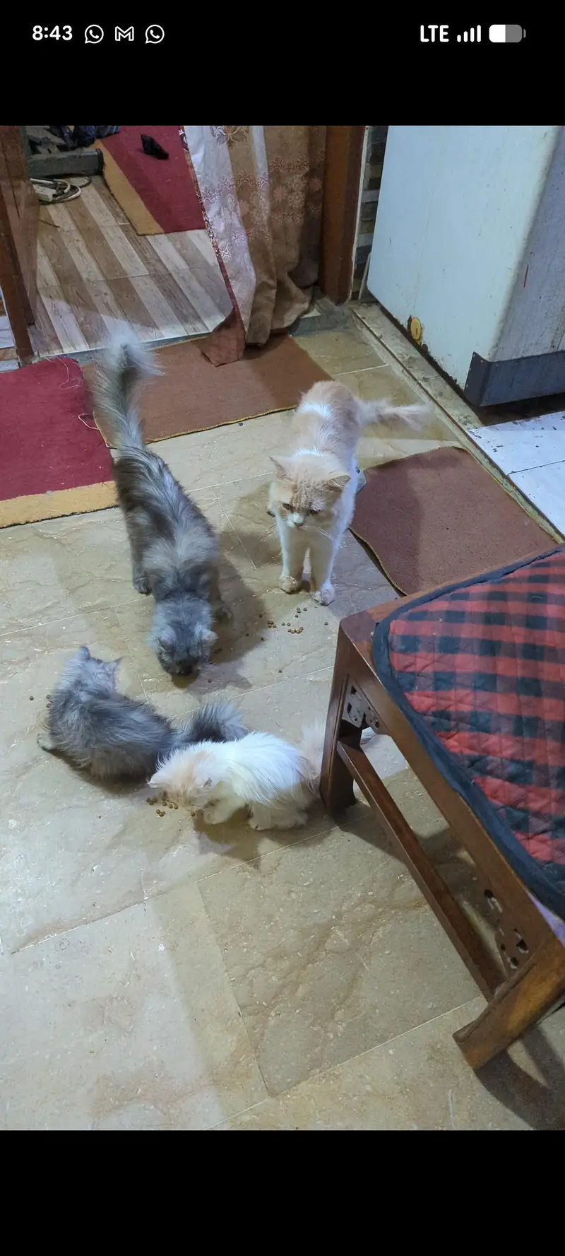 Persian cats — photo 5