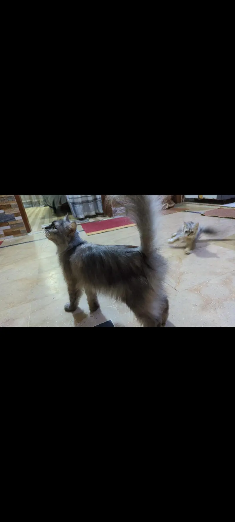 Persian cats — photo 6