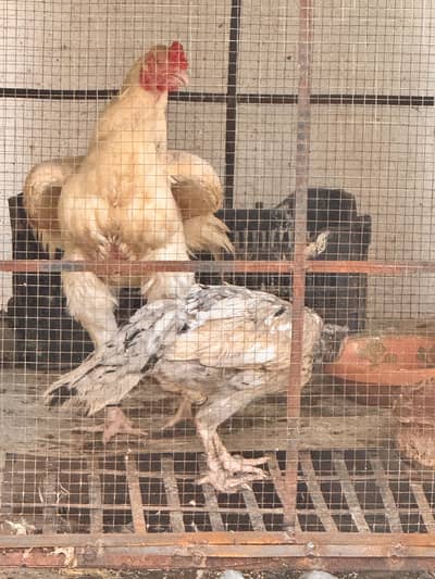 Heera for sale