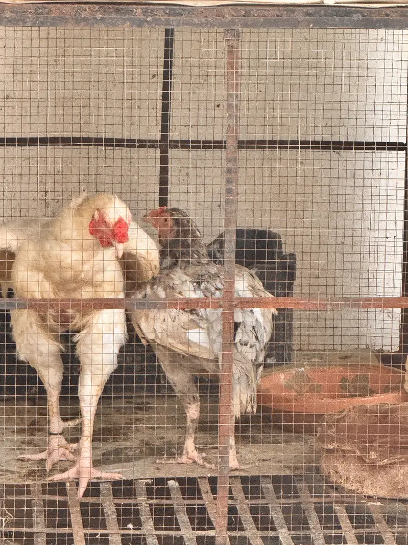 Heera for sale — photo 2
