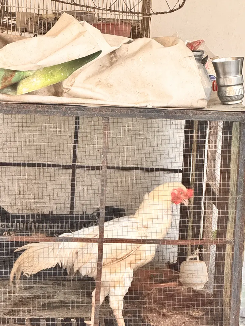 Heera for sale — photo 3