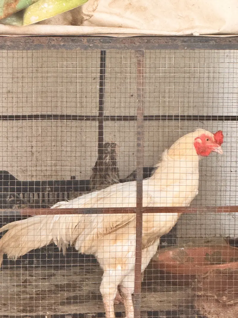 Heera for sale — photo 4