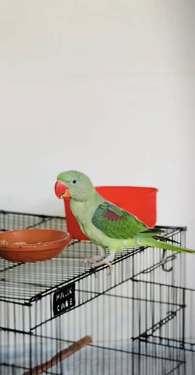 Raw parrot patha for sale