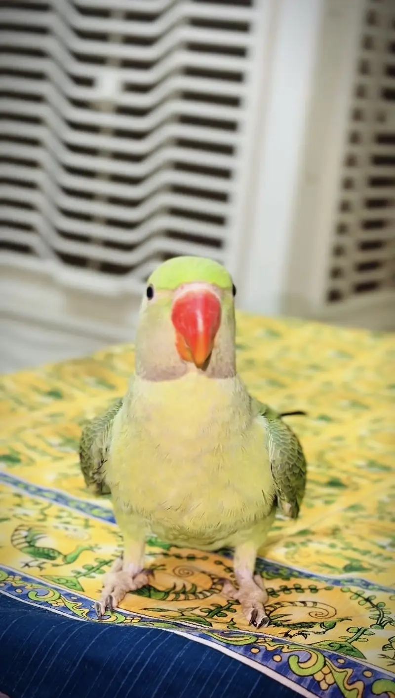 Raw parrot patha for sale hand tamed — photo 2