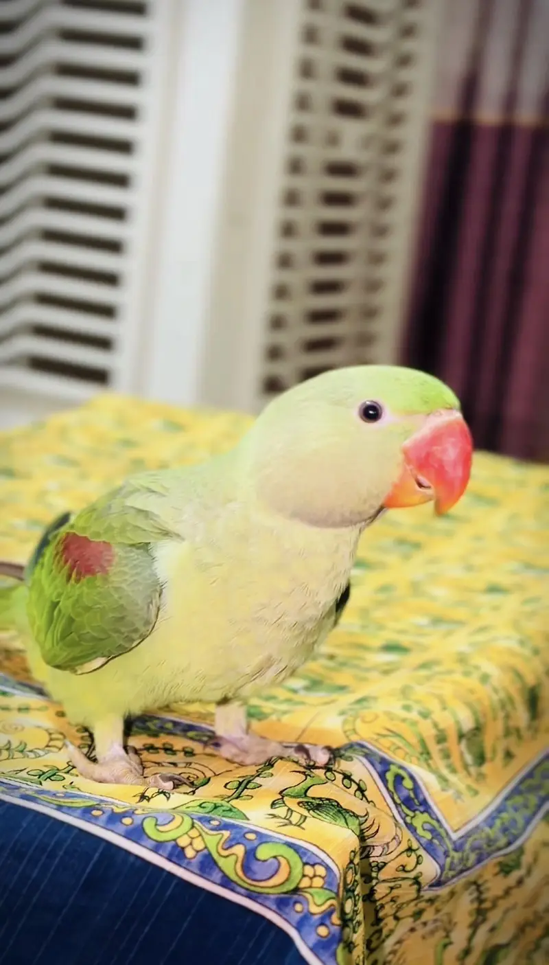 Raw parrot patha for sale hand tamed — photo 3
