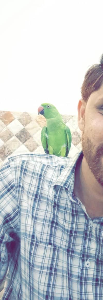 Green parrot female for sale