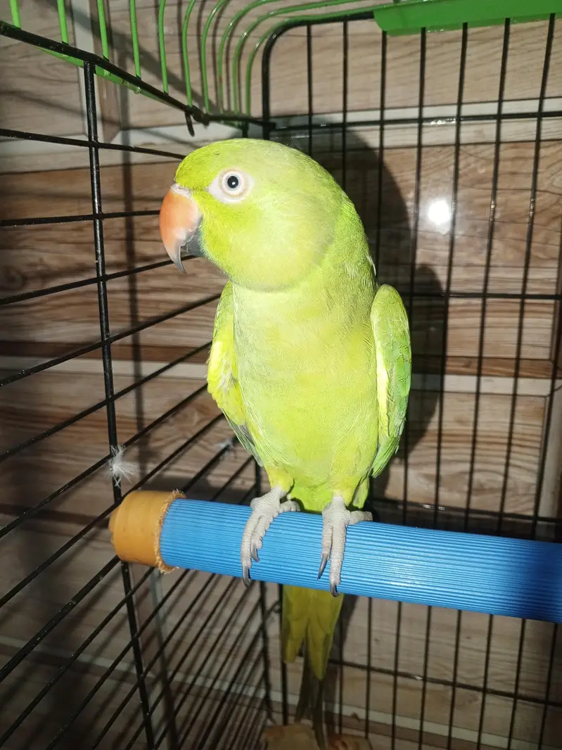 Green parrot female for sale — photo 2