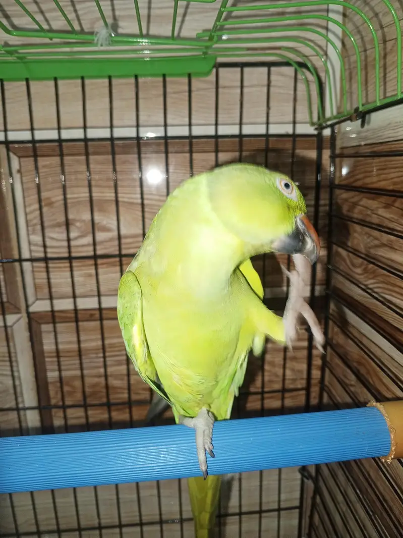 Green parrot female for sale — photo 3