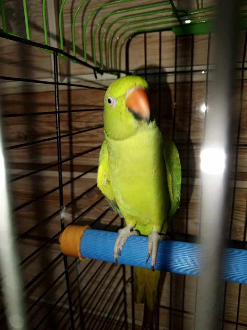 Green parrot female for sale — photo 4