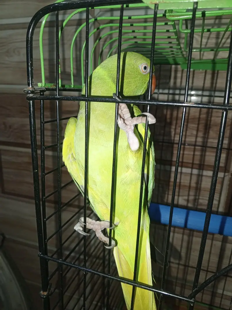 Green parrot female for sale — photo 5