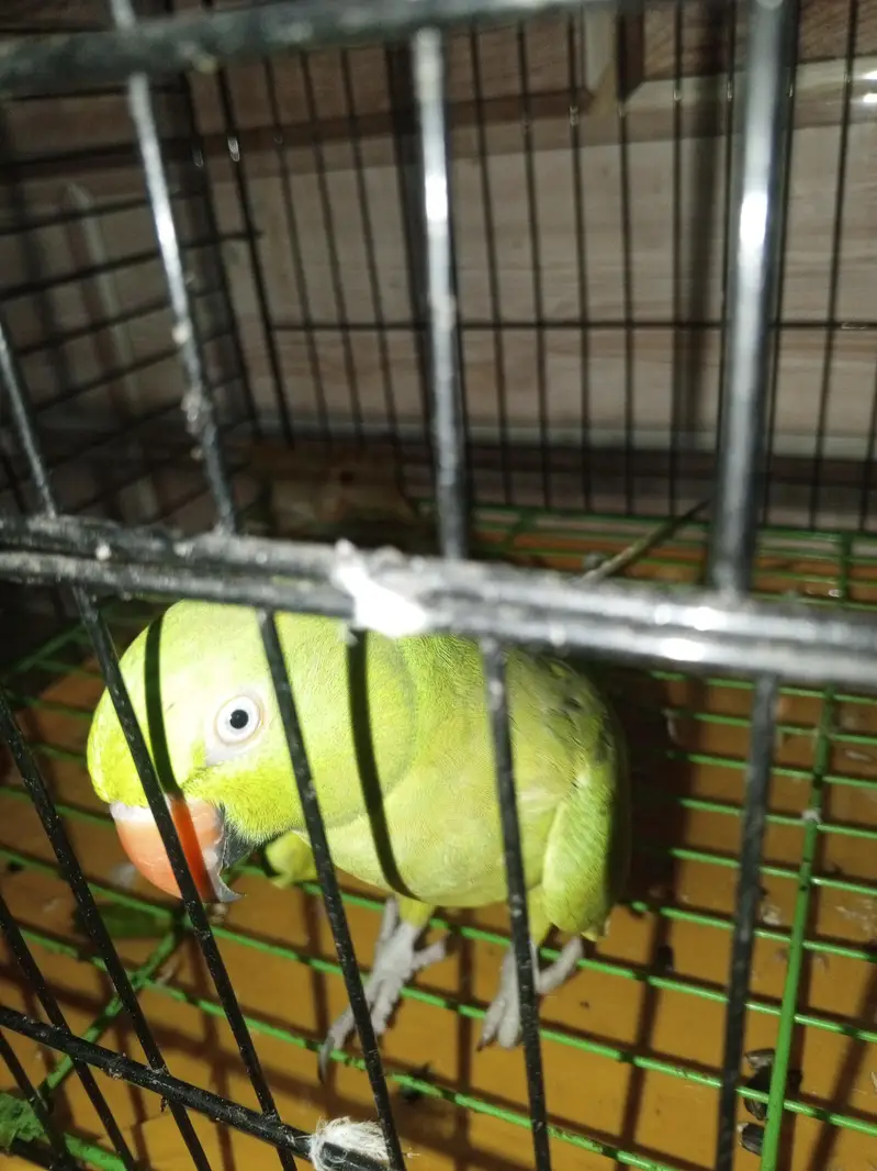 Green parrot female for sale — photo 6