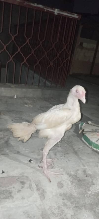 Aseel chick