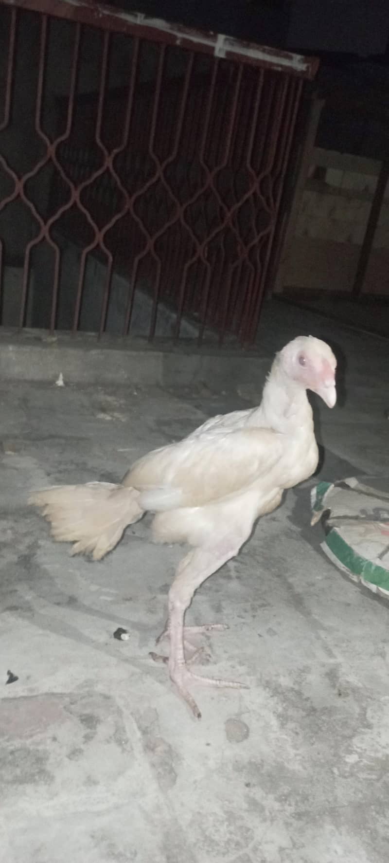 Aseel chick 0