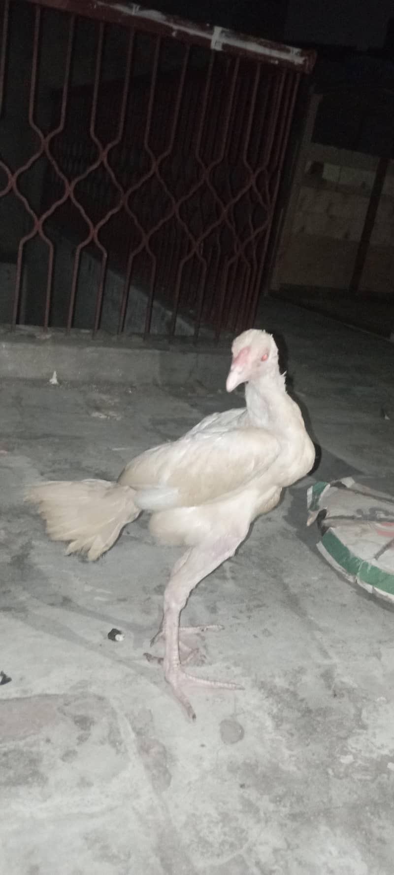 Aseel chick 1