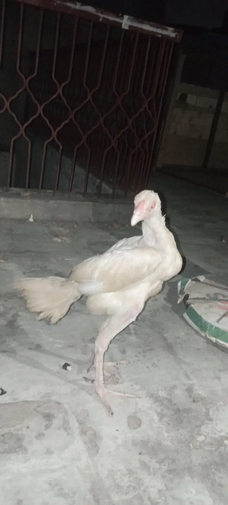 Aseel chick — photo 2