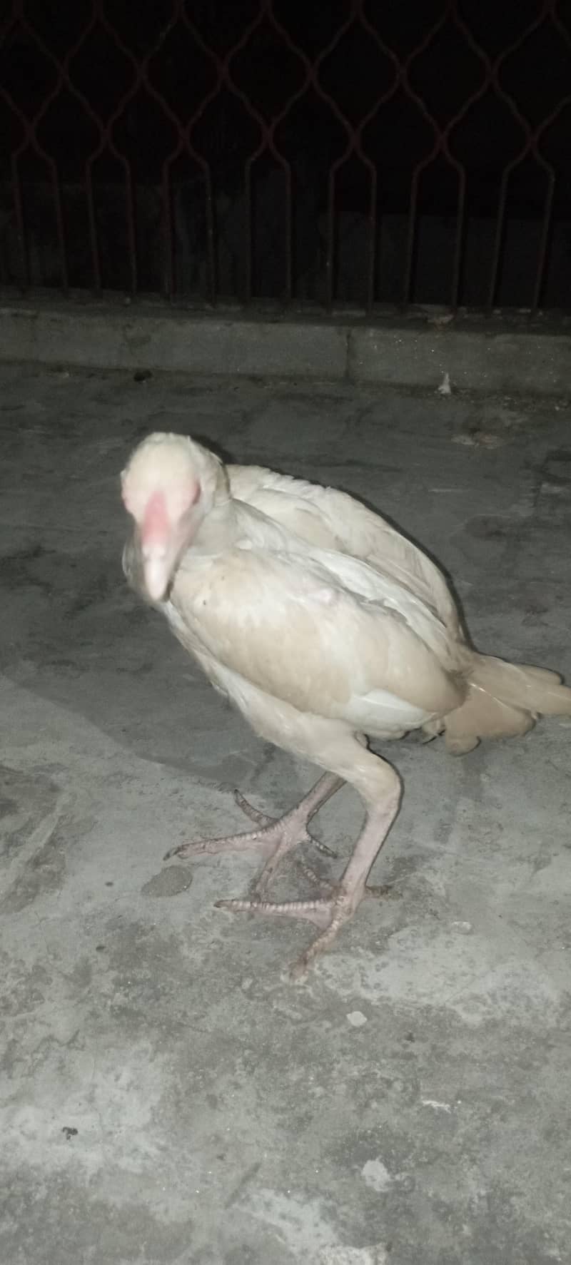 Aseel chick 2