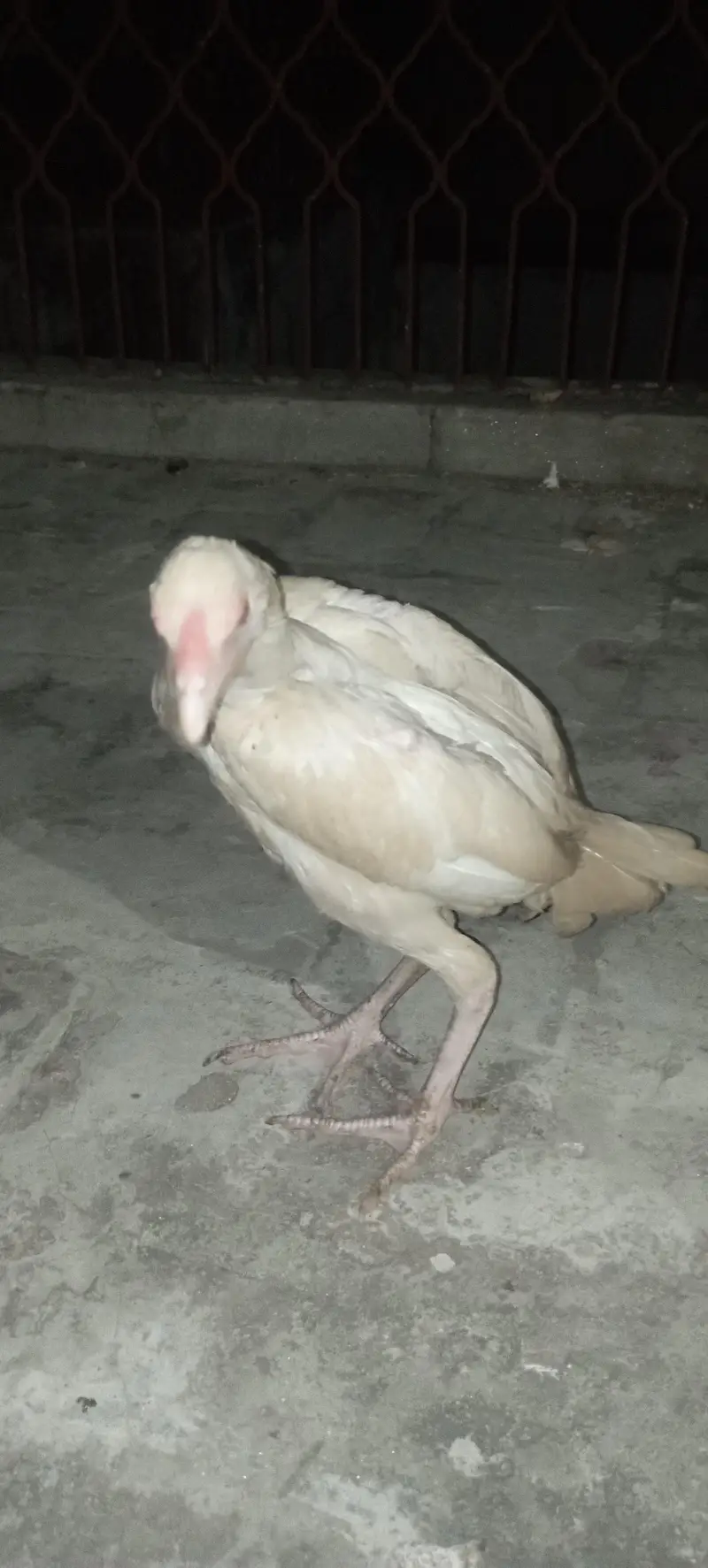 Aseel chick — photo 3