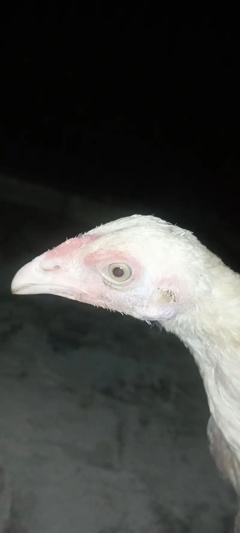 Aseel chick — photo 4